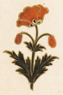 Red poppy motif, Folio from the Small Clive Album, Dated 1674-1675. Creator: Unknown.
