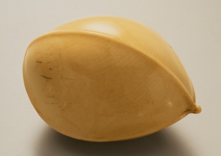 Gingko Nut, Mid-19th century. Creator: Ohara Mitsuhiro.