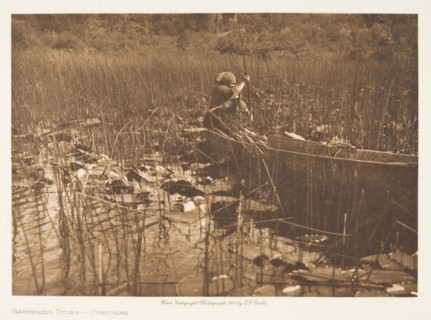 Gathering Tules-Cowichan, 1912. Creator: Edward Sheriff Curtis.
