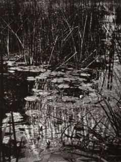 Nenuphars, c1890s, (1956). Creator: Eugene Atget.