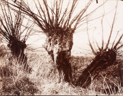Saules, Printed 1921-1922. Creator: Eugene Atget.