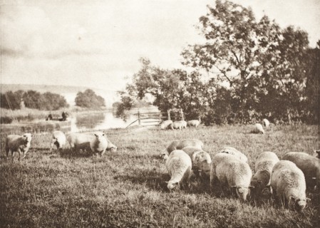 A Study Of Sheep, Printed 1889-1891. Creator: J. B. B. Wellington.
