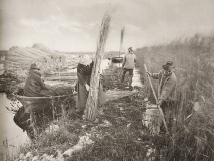 During the Reed-Harvest, 1886. Creator: Peter Henry Emerson.