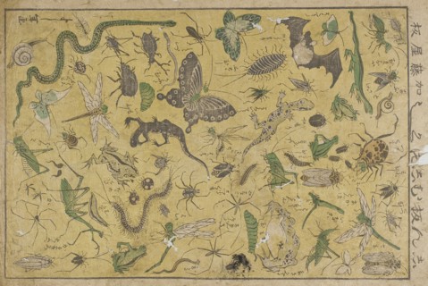Insects, 19th century. Creator: Tsukioka Yoshitoshi.