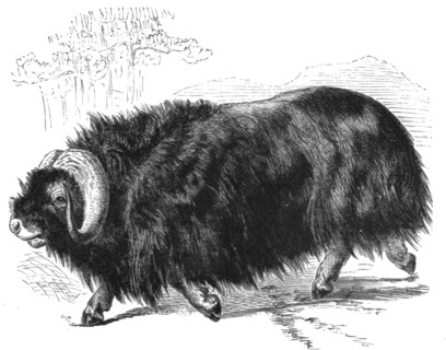 ''Ovibos Moschatus; The Musk Ox and the Wolverine - a Geographical Parallel', 1875. Creator: Unknown.