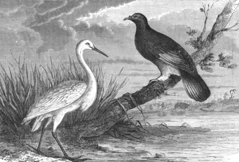 'New Caledonian Heron and the Notu Pigeon; Some Account of New Caledonia', 1875. Creator: Unknown.