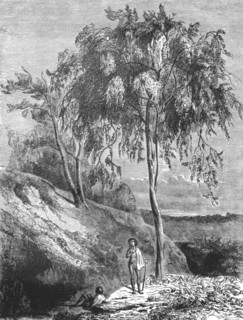 'Metrosideros Trees, Australia; Incidents of Bush Life in Queensland', 1875. Creator: Unknown.