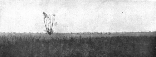 'Notre Attaque du 12 septembre 1916 ; Le saule est depasse ; nos fantassins, detaches en silhouettes Creator: Unknown.