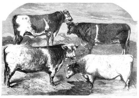 Prize Shorthorns at the Royal Agricultural Society's show, Canterbury, 1860. Creator: Harrison Weir.