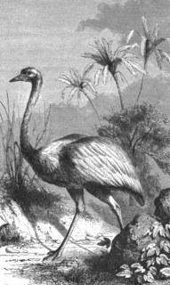 'South American Ostrich; Old South American Geographies', 1875. Creator: Unknown.