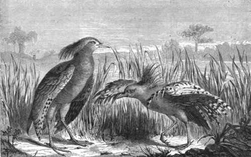 'The Kagou (Rhinochaetus jubatus); Some Account of New Caledonia', 1875. Creator: Unknown.