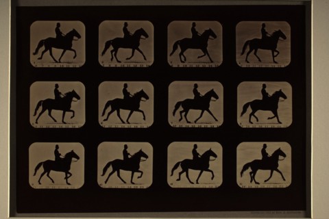 Animal Locomotion (Man W/ Derby On Horse), Printed 1881. Creator: Eadweard J Muybridge.