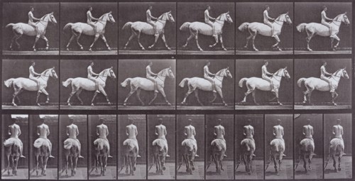 Animal Locomotion, Printed 1887. Creator: Eadweard J Muybridge.