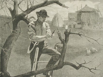 Spring Farm Work - Grafting, 1870. Creator: Unknown.