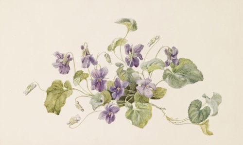 Violets, c1875. Creator: Gerardina Jacoba van de Sande Bakhuyzen.