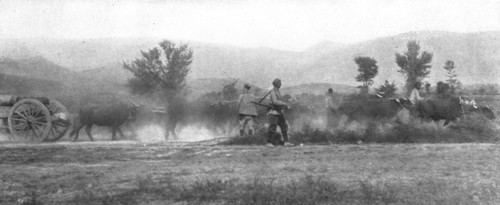 'Autour de la bataille ; Un gros canon francais tire par un attelage de dix buffles', 1916. Creator: Unknown.