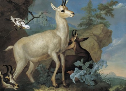 Three chamois and a blackbird, 1722. Creator: Philipp Ferdinand de Hamilton.