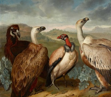 Four vultures of different species, 1723. Creator: Philipp Ferdinand de Hamilton.
