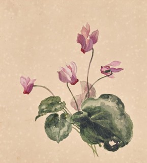 Cyclamen, undated. Creator: Anton Hartinger.