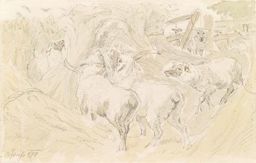 Sheep in the grain, 1870. Creator: August Spiess.
