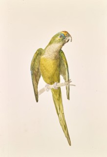 Parrot, around 1840/1850. Creator: Leopold von Stoll.