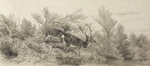 Stag In The Woods, 19th century. Creator: Karl Bodmer.