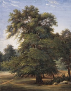 Study of a Tree, between circa 1800 and circa 1805. Creator: Jean-Victor Bertin.