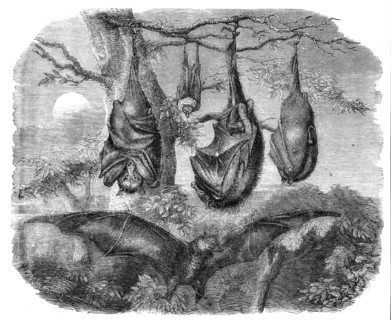Flying Foxes recently added to the Zoological Society's Gardens, Regent's Park, 1861. Creator: Unknown.