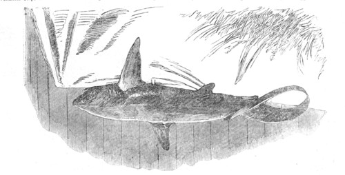 Shark caught off Exmouth, 1861. Creator: Unknown.