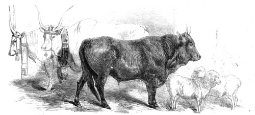 Animals at the Florence Exposition: pair of oxen from the Royal Domain of the..., and Merino, 1861. Creator: Unknown.