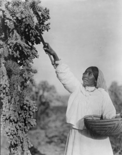 Gathering hanamh - Papago woman picking cactus fruit with wooden stick, Arizona, c1907. Creator: Edward Sheriff Curtis.