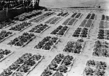 Zuni gardens, c1927. Creator: Edward Sheriff Curtis.