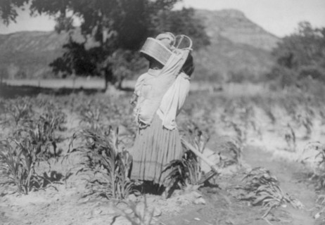 The cornfield, c1906. Creator: Edward Sheriff Curtis.