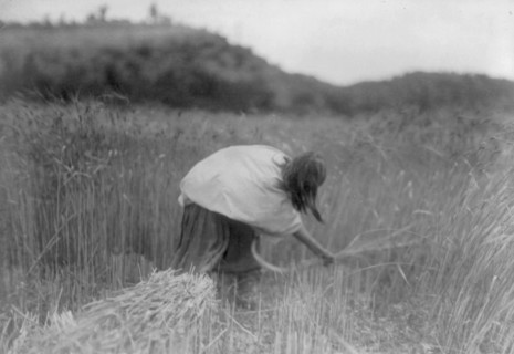 The Apache Reaper [gathering wheat], c1906. Creator: Edward Sheriff Curtis.