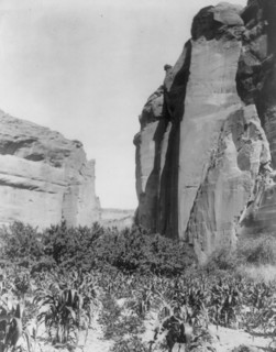 A Navaho farm, c1906. Creator: Edward Sheriff Curtis.