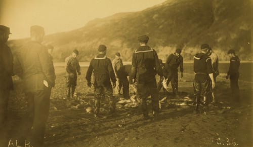 Men removing fish from seine, Baileys Harbor,1894 or 1895. Creator: Alfred Lee Broadbent.