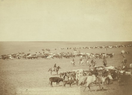 Round-up scenes on Belle Fouche [sic] in 1887, 1887. Creator: John C. H. Grabill.