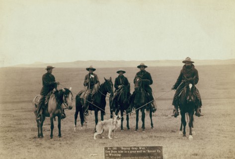 Roping gray wolf, Cowboys take in a gray wolf on "Round up," in Wyoming, 1887. Creator: John C. H. Grabill.