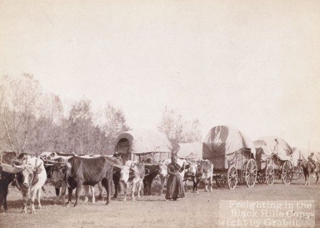Freighting in the Black Hills, between 1887 and 1892. Creator: John C. H. Grabill.