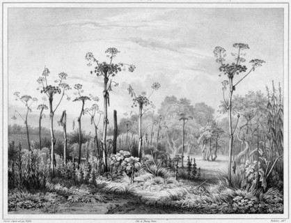 Vegetation in the interior of the Kamchatka peninsula, 19th century. Creators: Friedrich Heinrich Kittlitz, Louis-Pierre-Alphonse Bichebois.