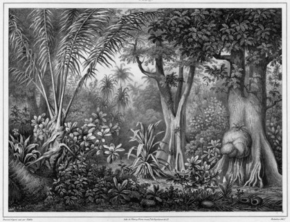 View Taken in the Interior of the Lower Caroline Islands,19th century. Creators: Friedrich Heinrich Kittlitz, Godefroy Engelmann, Louis-Pierre-Alphonse Bichebois.