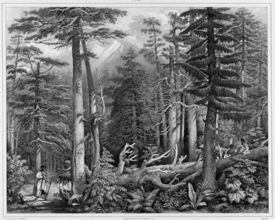 Forest of Sitka Island (northwest coast of America), 19th century. Creators: Alexander Postels, Godefroy Engelmann.