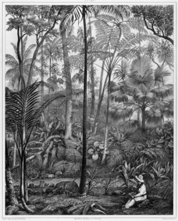 View Taken in the Woods, Bonin Islands, 19th century. Creators: Alexander Postels, Godefroy Engelmann, Louis Jules Federe Villeneuve.
