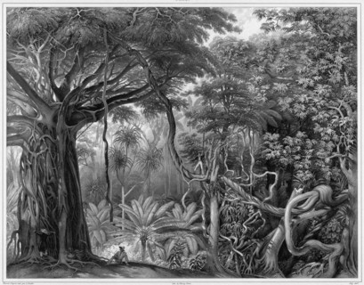 View Taken in the Forests of Guam Island, Mariana Islands, 19th century. Creators: Alexander Postels, Alexis Victor Joly.