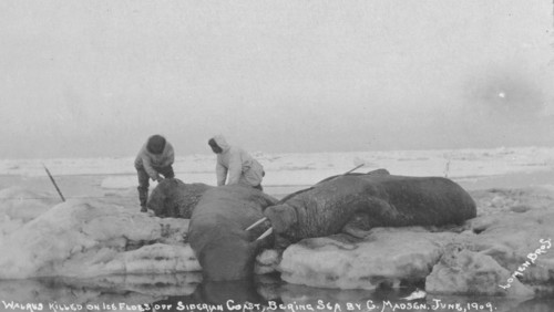 Walrus killed on ice floes off Siberian Coast, Bering Sea by G. Madsen, June 1909, 1909. Creator: Lomen Brothers.