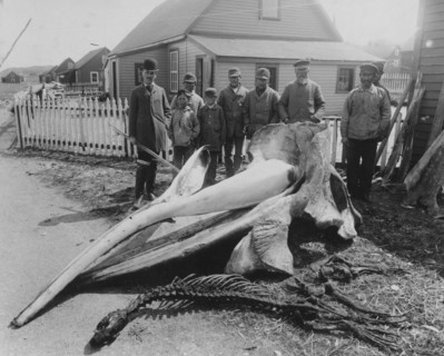 Whale head, between c1900 and 1927. Creator: Unknown.