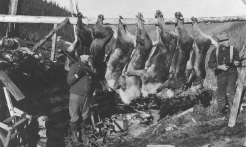 Caribou carcasses, between c1900 and c1930. Creator: Unknown.