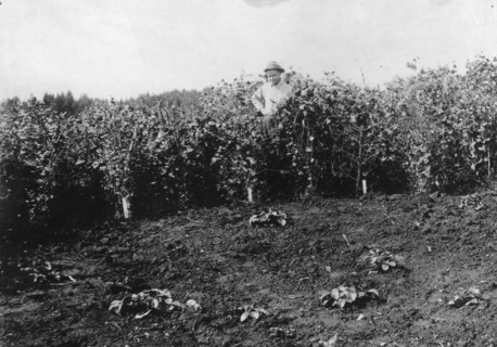 Pea crop near Sitka, between c1900 and c1930. Creator: Unknown.