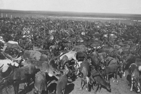 Reindeer, between c1900 and c1930. Creator: Unknown.