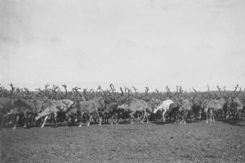 Reindeer, between c1900 and c1930. Creator: Unknown.